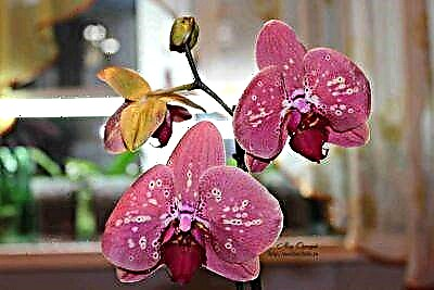 Shin orchids suna buƙatar bitamin?
