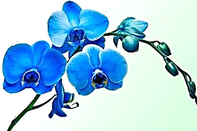 Is-sigriet tal-orkidea blu: in-natura għandha ton blu għal din il-fjura? Kif tpinġi d-dar? Ritratt tal-blanzuni