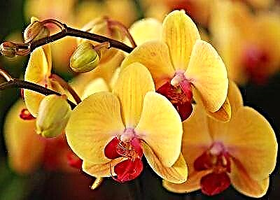 Kiel kaj kial Zircon estas uzata por orkideoj?