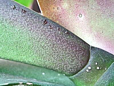 Егер орхидеяға жабысқақ тамшылар пайда болса - бұл не және өсімдікке қалай көмектесуге болады?