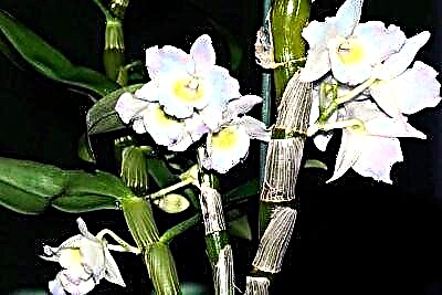 Izeluleko eziyi-9 zabalimi bezimbali be-amateur: indlela yokwenza ukuqhakaza kwe-orchid