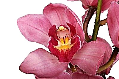Edertasun distiratsua orkidea cymbidium - landarearen eta hura zaintzearen ezaugarrien inguruko xehetasunak