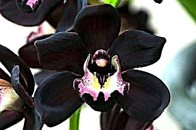 Lule e zezë orkide: si të rriten varietete të ndryshme të kësaj bime dhe si duken ato në foto?