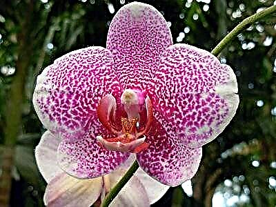 Eskarmentu handiko lorezainen aholkuak: noiz eta nola hobe transplantatzeko etxean phalaenopsis orkidea?