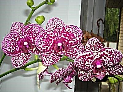 Ologbo Wild Orchid: fọto, apejuwe ati itọju