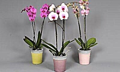 Zer nahasten du orkideak maitasuna eta zeren beldur da? Landare argazkiak