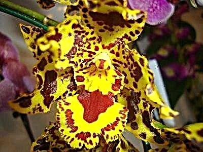 Орхидеяи паланг чист ва чӣ гуна бояд онро парасторӣ кард?