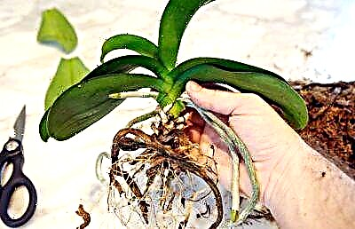 Nola aukeratu etxean orkidea transplantatzeko lapikoa eta prozedurari buruz zer jakin behar duzu?
