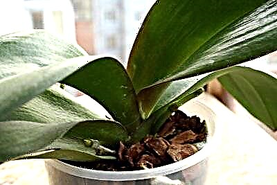 Орхидея үйде гүлдемейді: неге бұл орын алады және өсімдікке қалай көмектесуге болады?