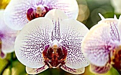Ĉio pri semoj de orkideoj phalaenopsis: reproduktado, kosto, foto