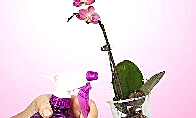 Sirrin fesawa da kyau na orchids