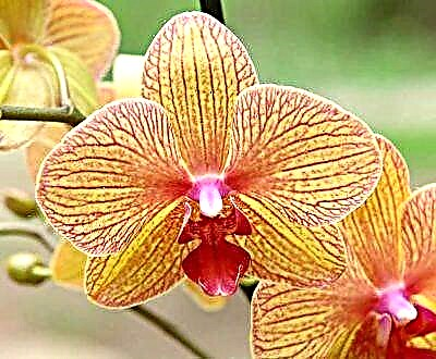 Orkide portokalli e ndritshme dhe e bukur