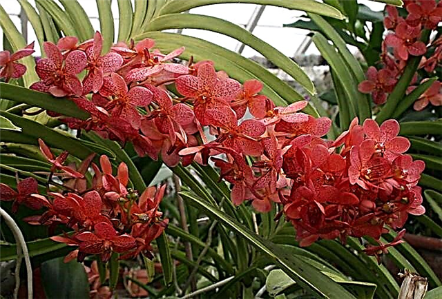 Цвет на раскош и среќа - црвена орхидеја