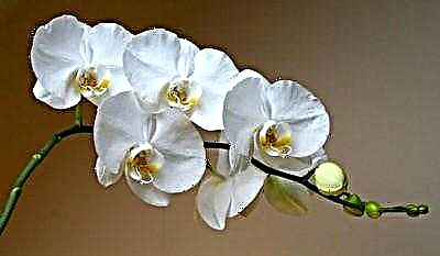 Kedu ọrịa nke phalaenopsis orchid na epupụta dị, gịnị kpatara ha ji ebili na ihe ị ga-eme ha?