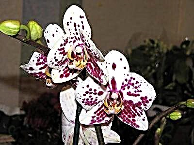 Çfarë duhet të bëni menjëherë pas blerjes dhe si të kujdeseni për një orkide në shtëpi