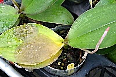 Phalaenopsis цахирмаа эмчилгээ, өвчний тодорхойлолт, гэрэл зураг