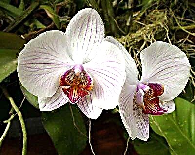 Yuav ua li cas thiab vim li cas Fitosporin siv rau cov txiv orchids?