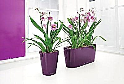 Dekorasyon desan pou bote twopikal: ki jan yo chwazi plantè a Orchid dwat?