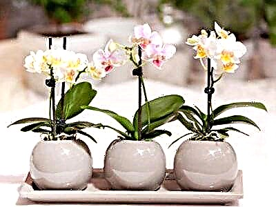 Rekomandime për përdorimin e Epin për orkide: të gjitha nuancat e punës me mjetin
