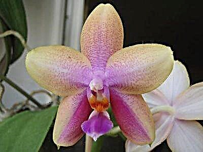 Danasîna orchid-a Liodoro, rêzikên ji bo lênihêrîna nebatan