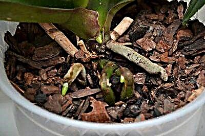Savjeti za odabir tla za orhideju: kako i u koji supstrat se biljka može presaditi?