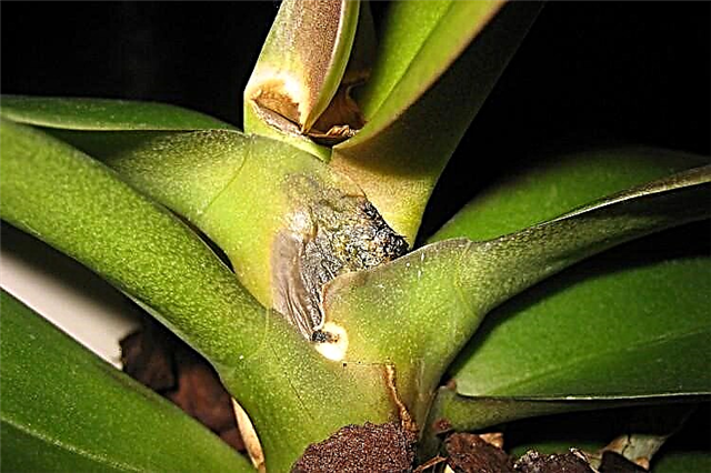 Ki sa ki fè si Orchid la gen fusarium: foto maladi a ak rekòmandasyon pou tretman