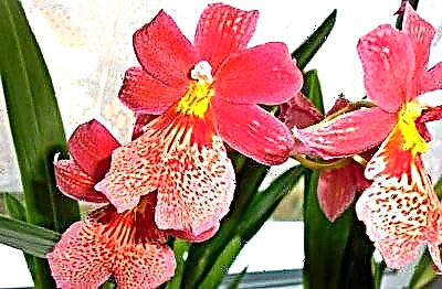 Miltonia orkidearen ezaugarriak. Loreen zainketa etxean eta argazkia