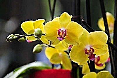 Wat is die geel phalaenopsis orgidee, plantversorging en foto's