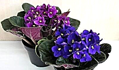 Cur síos agus grianghraf de violets 