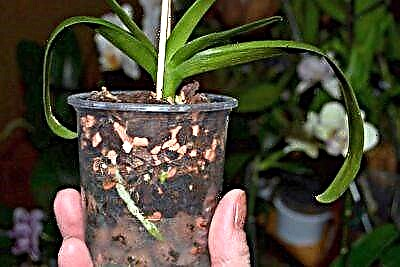 Орхидеяларды өстүрүү үчүн сонун субстрат: серамис, анын өзгөчөлүктөрү жана артыкчылыктары жөнүндө