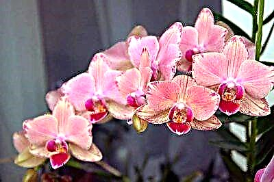 Konke mayelana nokuthi ungakhulisa kanjani i-orchid ekhaya kusuka kwimbewu ethengwe e-China
