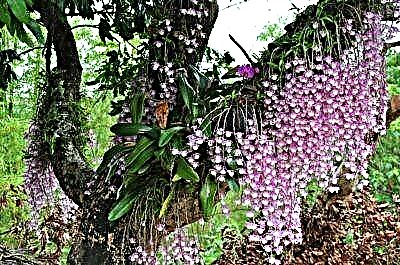 Аҷоиботи табиат - Орхидеяи Phalaenopsis