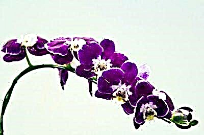 Yadda za a kawar da sikelin kwari a kan orchid?