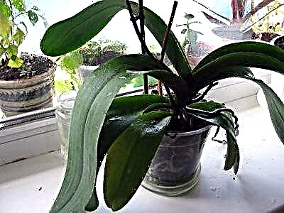 La ĉefaj kialoj, kial phalaenopsis ne floras