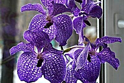 Fitur ngembang Orchid Wanda di bumi: kumaha cara ngadamel pepelakan mekar?