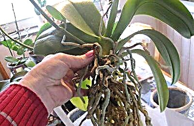 Paano mapangalagaan ang mga ugat ng isang orchid sa panahon ng paglipat - maaari ba silang putulin at ano ang gagawin upang maiwasan ang pinsala?