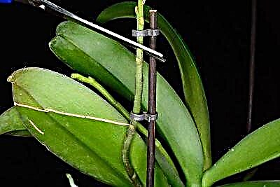 Гүлденуден кейін орхидеяны қалай кесуге болады: фотосуреті бар қадамдық нұсқаулық