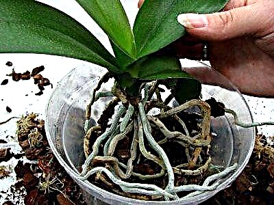 Важно прашање: дали е можно повторно да се засади орхидејата кога ќе ја ослободи стрелката? Совети за почетни цвеќарници