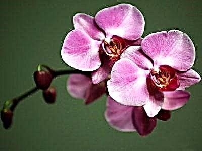 Dekoratu zure apartamentua ezohiko edertasun batekin: orkidea arrosa