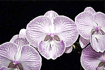 Nederlandse skoonheid - Phalaenopsis Big Lip: foto's van kleuropsies en versorgingsgeheime