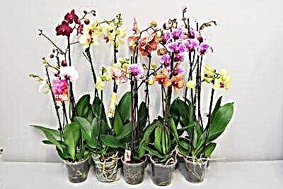 Phalaenopsis Mix orkidea etxean zaintzearen ezaugarriak dendan erosi ondoren
