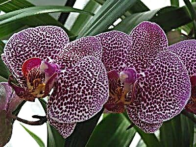 Ki jan pou konsève pou kou a soti nan pouri gri ak rasin ak kisa w dwe fè si rasin yo nan phalaenopsis Orchid pouri a?