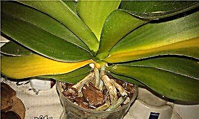 Phalaenopsis orkidearen hostoak horregatik zergatik bihurtzen diren eta zer egin arazo honekin