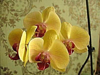 Uzuri wa orchid uzuri usiofaa - huduma za utunzaji na uzazi