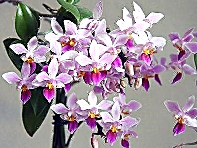 Ukujwayela i-orchid yaseFiladelphia: incazelo yokubukeka nezincomo zokunakekelwa kwezitshalo
