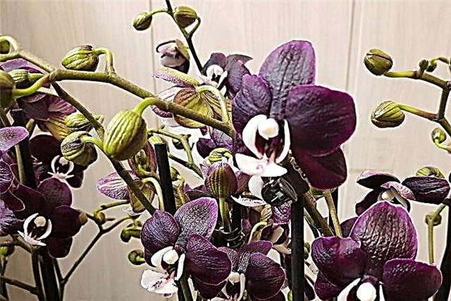 Ĉio pri la orkideo Caoda: foto de floro, detala priskribo kaj taŭga prizorgo