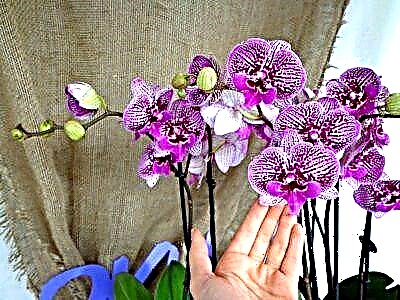 Bayani game da babban leben orchid, da siffofin namo da kulawa