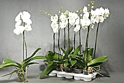 Kio estas blanka phalaenopsis kaj kiel prizorgi ĝin? Konsiloj por komencantaj floristoj
