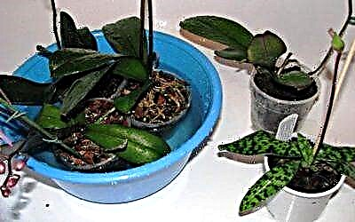 Bon swen nan phalaenopsis oswa ki jan yo wouze plant lan?