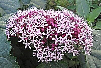 Sve o Clerodendrum Bungeu: opis, značajke sadnje i njege cvijeća, fotografije sorti sorti